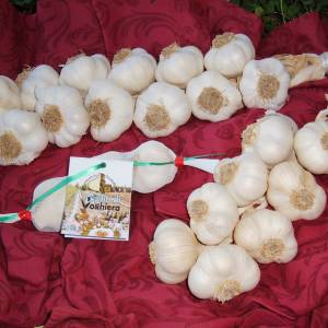 image from The Garlic of Voghiera